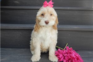 Adda - Cockapoo for sale