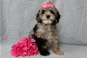 Marlena - Cockapoo for sale
