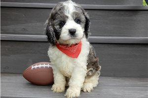 Miko - Cockapoo for sale