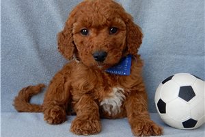 Edgar - Goldendoodle for sale