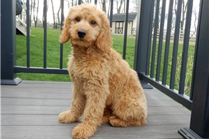 Eric - Goldendoodle for sale