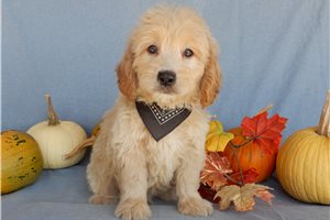 Jansen - puppy for sale