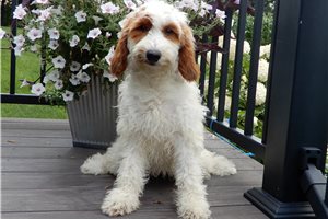 Allie - Goldendoodle for sale
