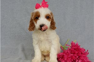 Allie - Goldendoodle for sale
