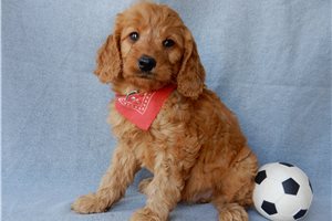Eric - puppy for sale