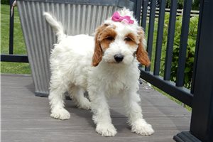 Allie - Goldendoodle for sale