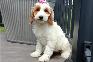 Allie - Goldendoodle for sale