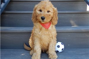 Ethan - puppy for sale