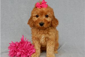 Alma - puppy for sale