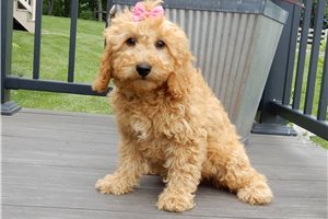 Alma - puppy for sale