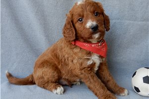 Elmo - Goldendoodle for sale