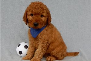 Amir - Goldendoodle for sale