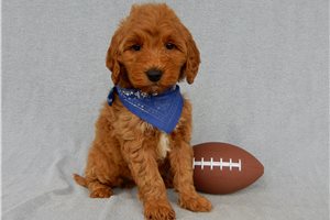 Andre - puppy for sale