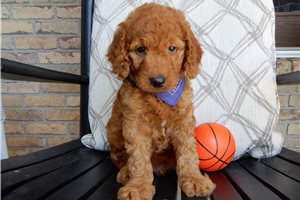Meyer - Goldendoodle for sale