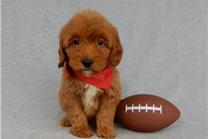 Andy - puppy for sale