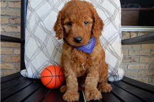 Meyer - Goldendoodle for sale