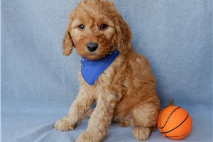 Ethan - puppy for sale