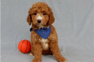 Ames - Goldendoodle, Mini for sale