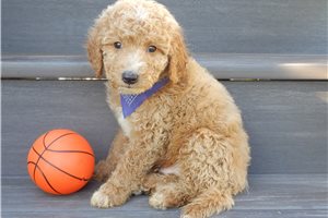 Gleeson - puppy for sale