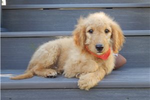 Deke - puppy for sale
