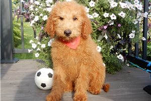 Deputy - Mini Goldendoodle for sale
