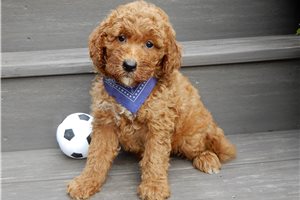 Damien - Goldendoodle, Mini for sale