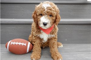 Lester - Goldendoodle, Mini for sale