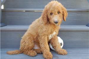 Dervish - puppy for sale