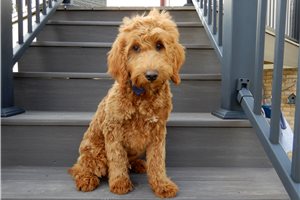 Baxter - Goldendoodle, Mini for sale