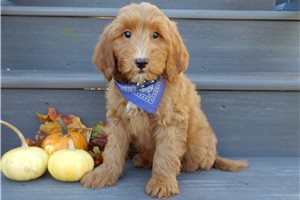 Henry - Mini Goldendoodle for sale
