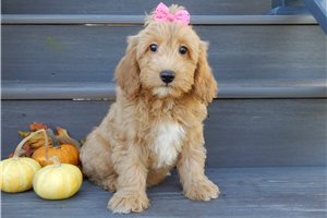 Hazel - Mini Goldendoodle for sale