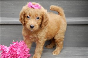 Donna - puppy for sale