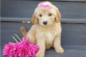 Gretal - puppy for sale