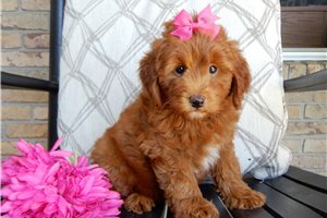 Gina - Goldendoodle, Mini for sale