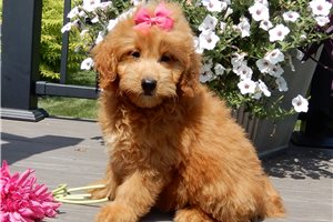 Sidney - Goldendoodle, Mini for sale