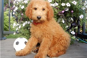 Deputy - puppy for sale