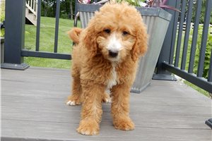 Ames - Goldendoodle, Mini for sale