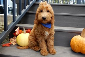 Emmett - puppy for sale