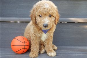Gleeson - puppy for sale