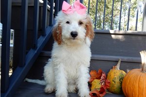 Erica - puppy for sale