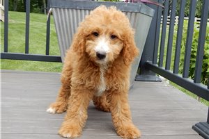 Ames - Goldendoodle, Mini for sale