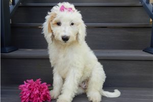 Gypsy - puppy for sale