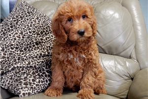 Baxter - Goldendoodle, Mini for sale