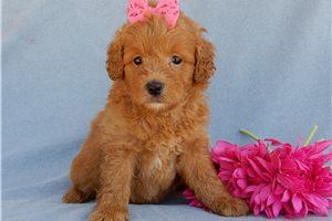 Sidney - Goldendoodle, Mini for sale