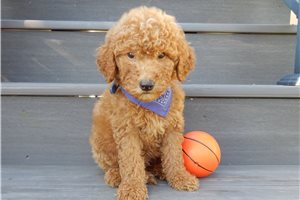 Deputy - Goldendoodle, Mini for sale