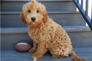 Alford - Goldendoodle, Mini for sale
