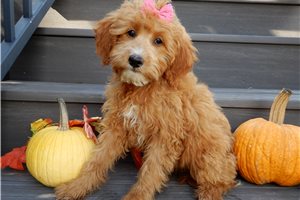 Eleanor - puppy for sale