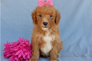 Shirley - Goldendoodle, Mini for sale
