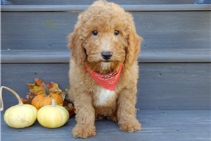 Herald - Mini Goldendoodle for sale
