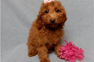 Krissy - puppy for sale